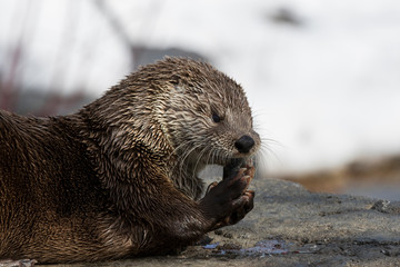 North American river otter (Lontra canadensis)