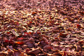 A pile of many dry leaves backlit on the ground.