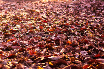 A pile of many dry leaves backlit on the ground.