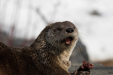 North American river otter (Lontra canadensis)
