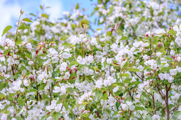 Fototapeta premium White blossoming apple trees. White apple tree flowers