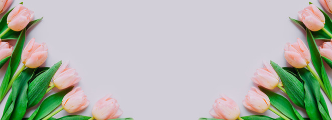 multichromic pink banner. Delicate pink Tulip flowers on a smooth delicate pink background.