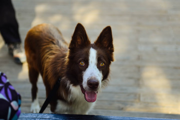 Happy dog