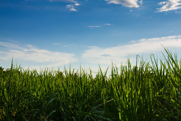 Beautiful green grass in blue sky with cloud for background