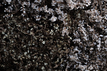 Macro photos of white dried flowers For decoration in weddings