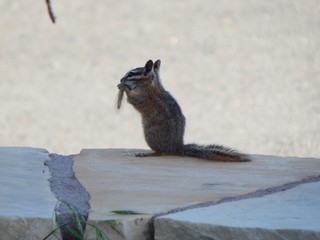 Chipmunk