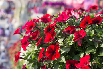 Bush of blooming red petunia on a blurred background, close-up. Bright petunia flowers in the garden in spring. Botanical garden