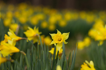Obraz premium Daffodils