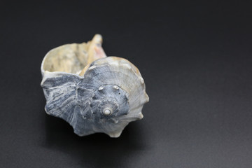 Whelk shell black background