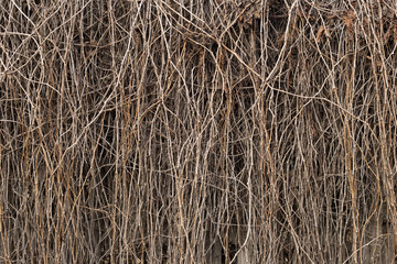 Wall of dry vine. Grapevine texture. Dry vine branches as a background