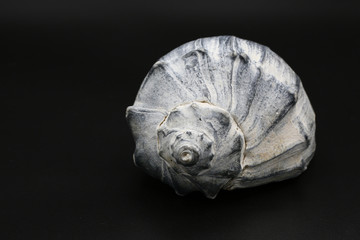 Whelk shell black background