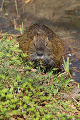 草を食べるビーバー