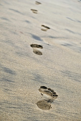 Fototapeta na wymiar Bare footsteps on the beach. Footprints of a person walking away.