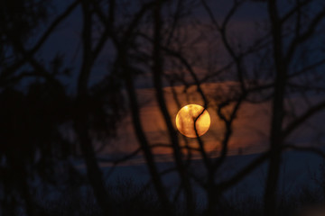 Full Moon with Trees & branches in the Front in Silhouette © Kushagra