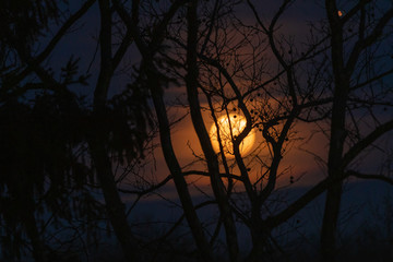 Full Moon in blurred background with Trees & branches in the Front in Silhouette