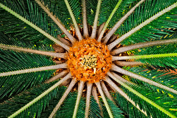 Heart center of a sago palm. Radial symmetry in nature.