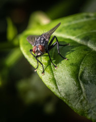 Fly looks up quizzically