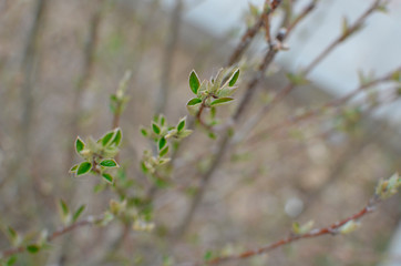 branch of a tree in spring