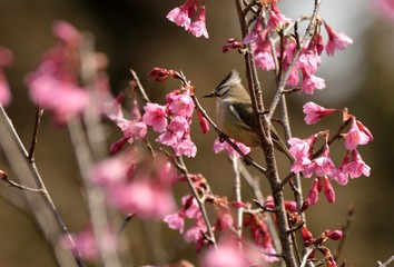 Crowned thrush bird (Yuhina brunneiceps) is endemic to Taiwan