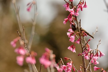 Crowned thrush bird (Yuhina brunneiceps) is endemic to Taiwan