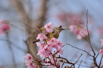 Crowned thrush bird (Yuhina brunneiceps) is endemic to Taiwan