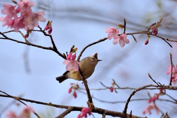 Crowned thrush bird (Yuhina brunneiceps) is endemic to Taiwan