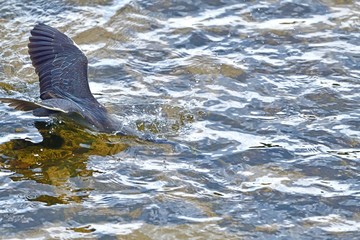 Naklejka premium 清流でオイカワをゲットした瞬間のササゴイ