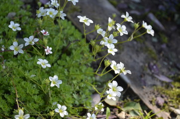 Obraz premium white flowers in the garden