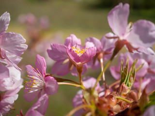 満開の河津桜のクローズアップ