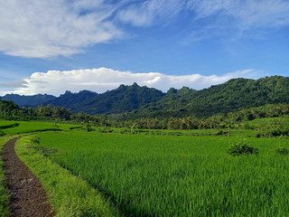 Fototapeta na wymiar natural scenery and rice fields