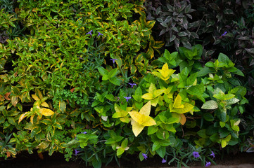 Yellow and green leaves and greenery