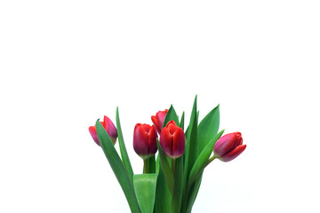 Fresh blooming tulips