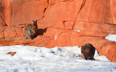 In winter wallaby is any animal belonging to the family Macropodidae that is smaller than a...