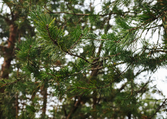 Fototapeta premium Close up photo of fir tree in the forest Spruce branch Photo template with blurred background