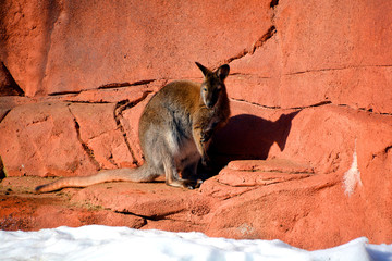 In winter wallaby is any animal belonging to the family Macropodidae that is smaller than a...