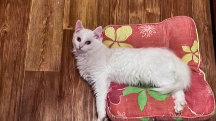 Fototapeta na wymiar White cat lies on a pillow
