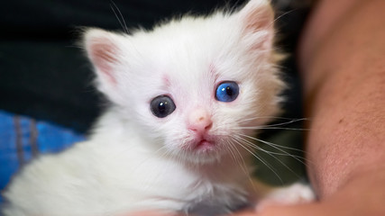 White kitten lies on his knees color