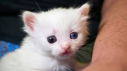 White kitten lies on his knees color