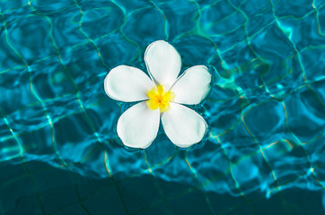 Fototapeta na wymiar Summer background white plumeria flower in aqua menthe water 