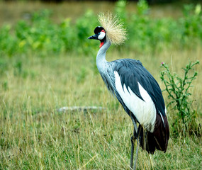 black crowned crane