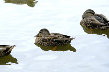 duck swimming on the lake, New Zealand