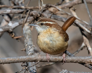 Carolina Wren