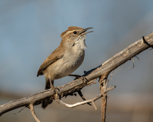 Bewick's Wren