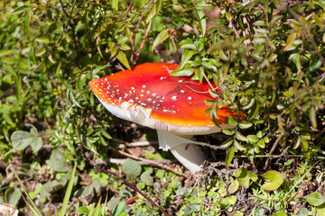 Mushroom with psychoactive and hallucinogenic properties in humans
