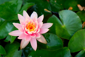 Beautiful Lotus Flower in the Pond in the Outdoor Morning.