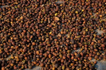 Raw Coffee Beans Drying on the Table in the Local Village