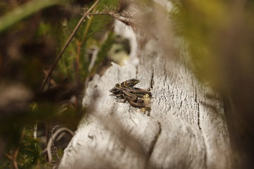lagartijas 