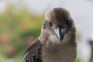 Laughing Kookaburra in Profile