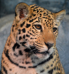 Jaguar cub is a feline in the Panthera genus only extant Panthera species native to the Americas. Jaguar is the third-largest feline after the tiger & lion & largest in the Americas © Daniel Meunier