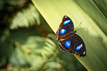 Butterfly in nature with flowers